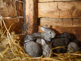 Gray baby rabbits in a hutch.