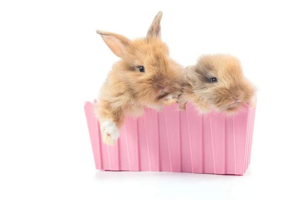 Bunnies in a pink basket.