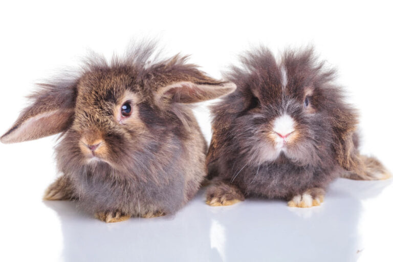 2 brown baby bunnies in a white background.