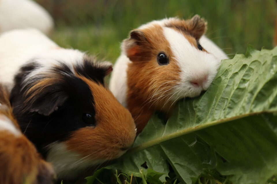 Stunning Plant-Based Chow For Guinea Pigs With High Cholesterol image