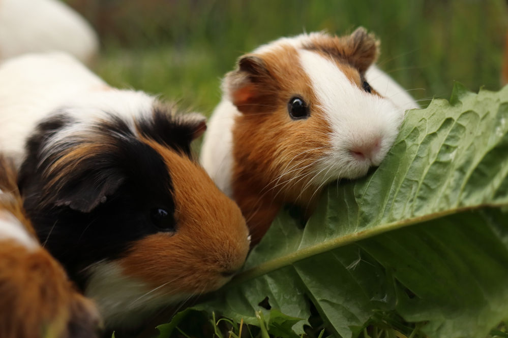 Two Guinea Pigs eating Lettuce.