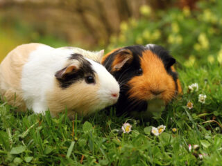 Two Guinea Pigs in a green meadow with flowers.