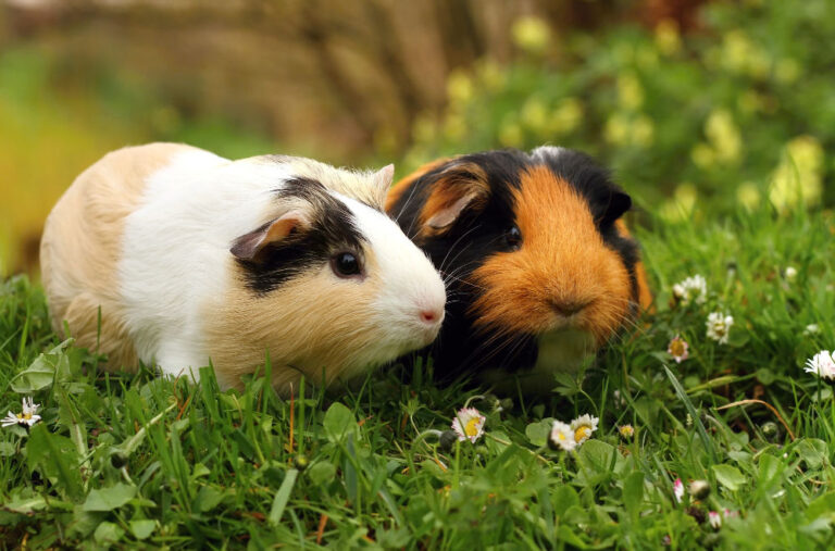 Two Guinea Pigs in a green meadow with flowers.