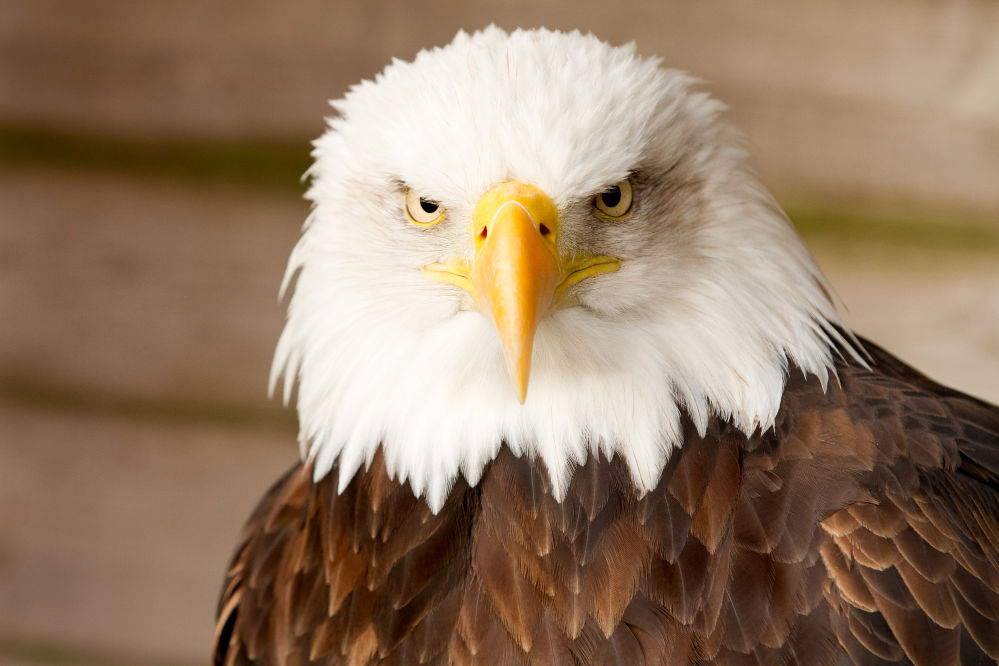 A beautiful bald eagle.