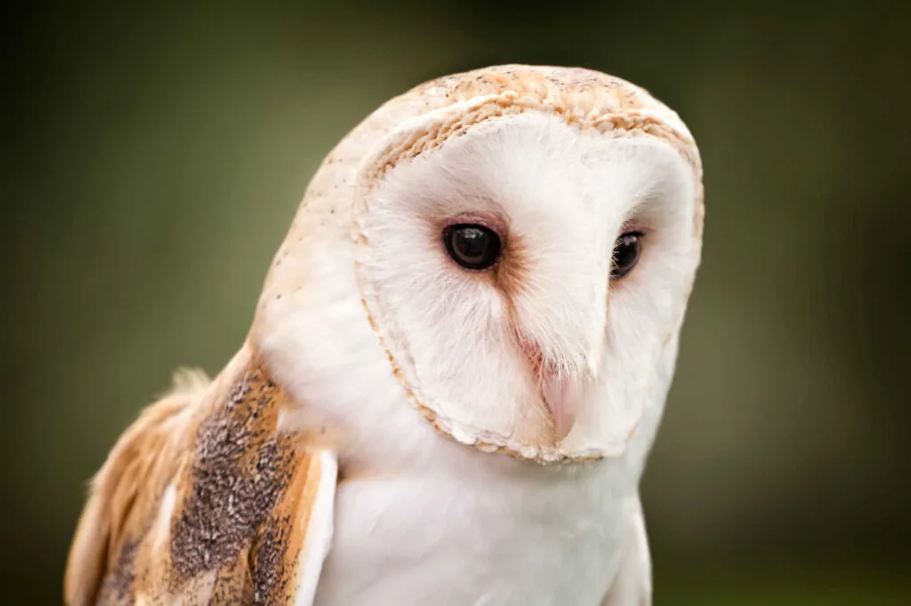 A white and brown beautiful barn owl with black eyes.