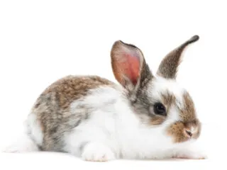 A cute polish white and brown rabbit on a white background.