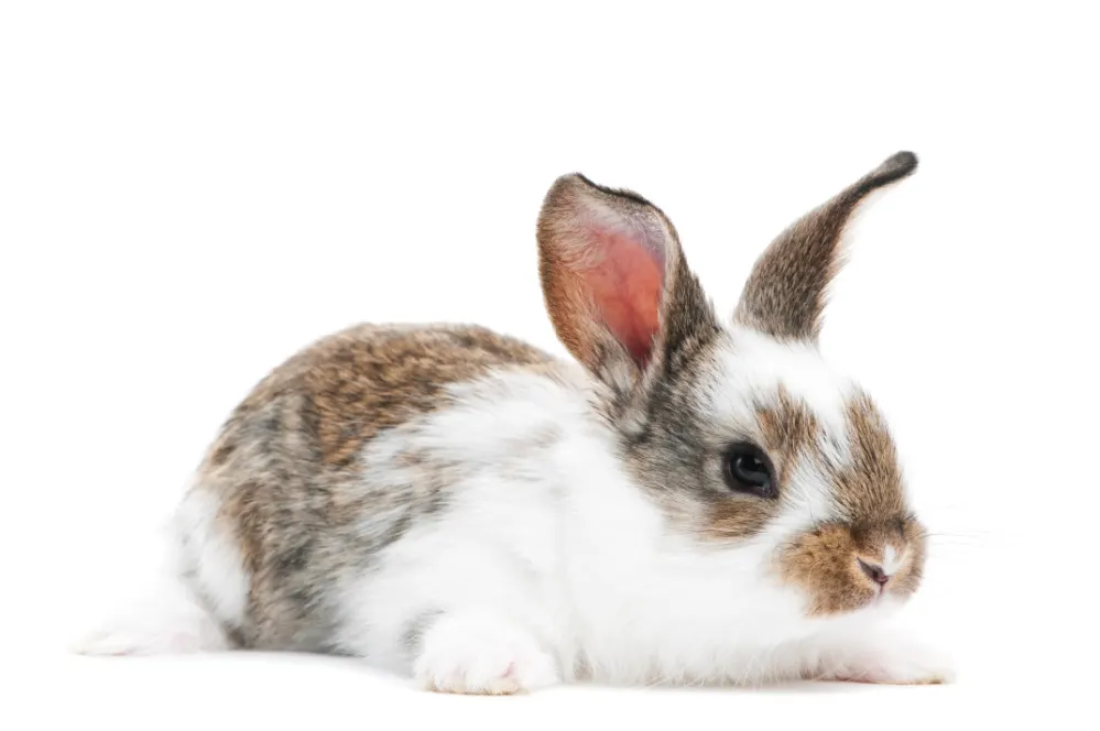 A cute polish white and brown rabbit on a white background