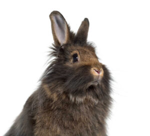 Longburrow Rabbit Long-Haired Bunnies | The 16 Most Adorable Fluffy Breeds