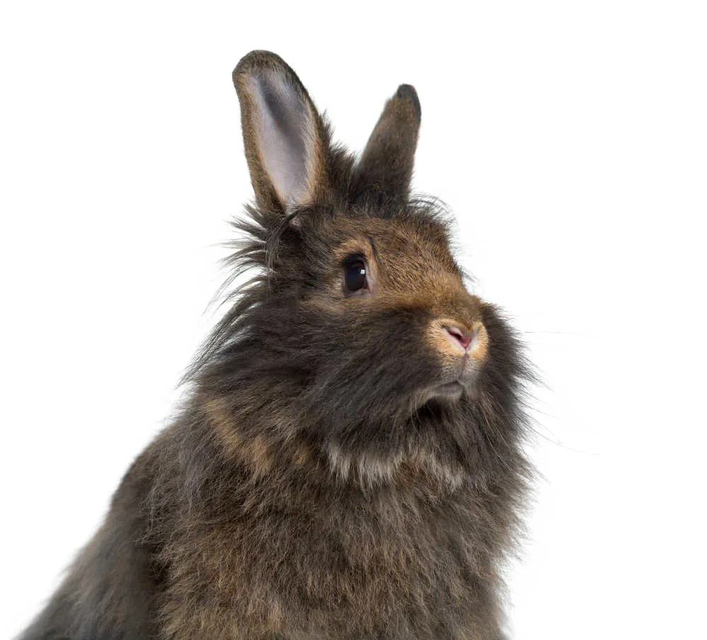 A Cashmere Lop rabbit in a white background.