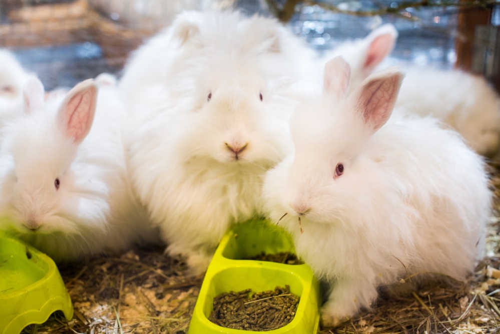 three bunnies white