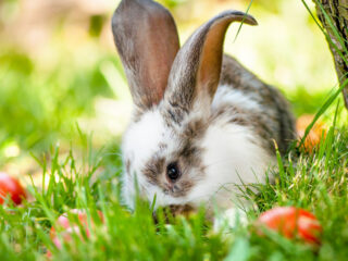 Beautiful broen and white bunny eating in a grass field.
