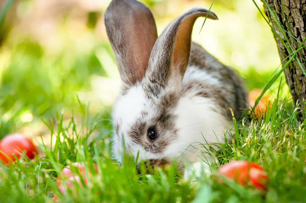Beautiful Bunny eating on the grass