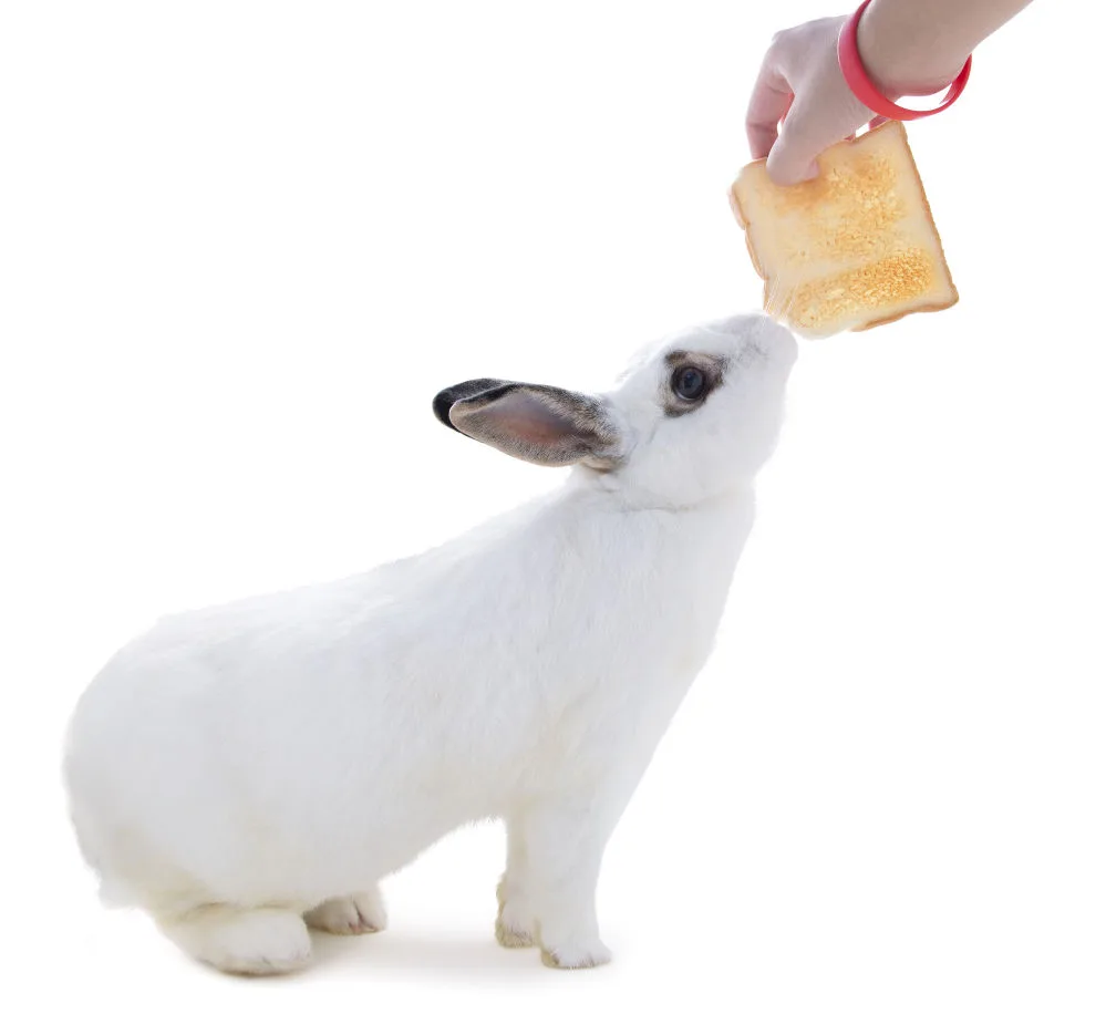 White rabbit eating bread on a white background.