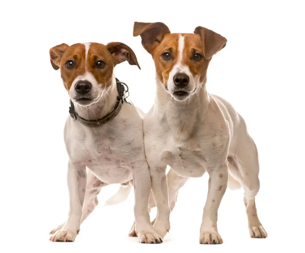 Two Jack Russell Terriers in front of a white background