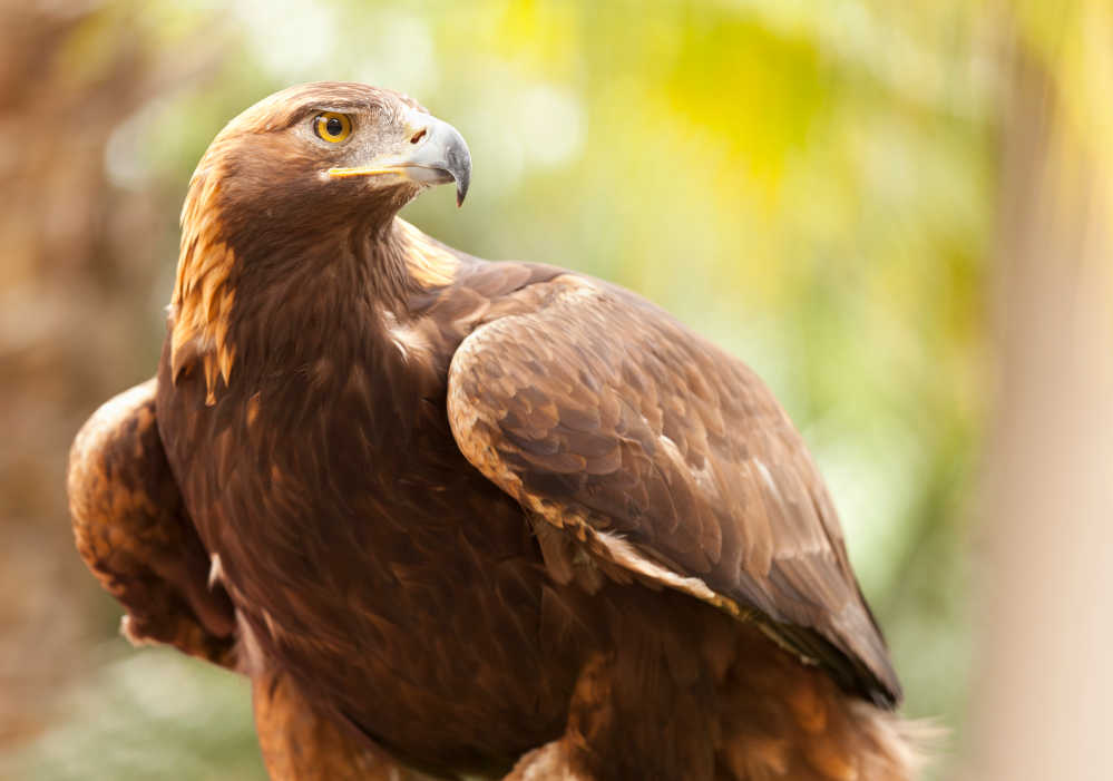 A majestic brown golden eagle with yellow eyes. 