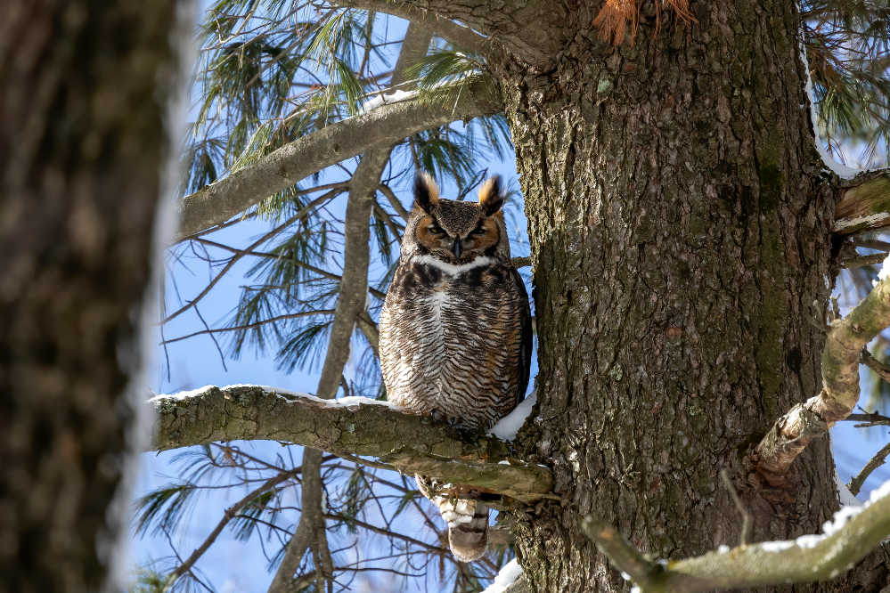 A great hornet owl sitting on a tree with some snow.