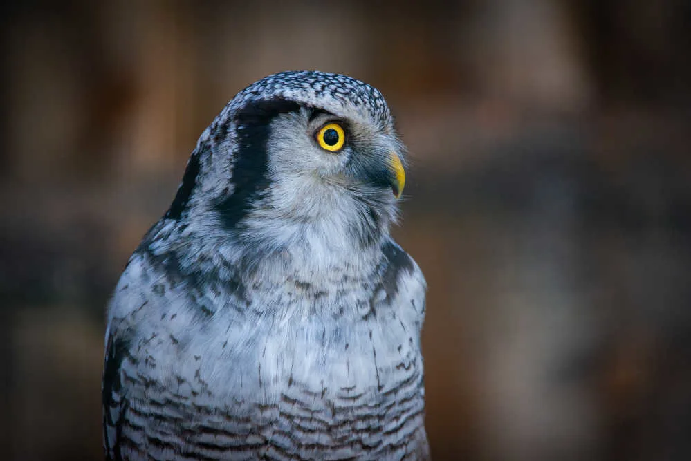 A hawk owl with gray feathers looking to his left.