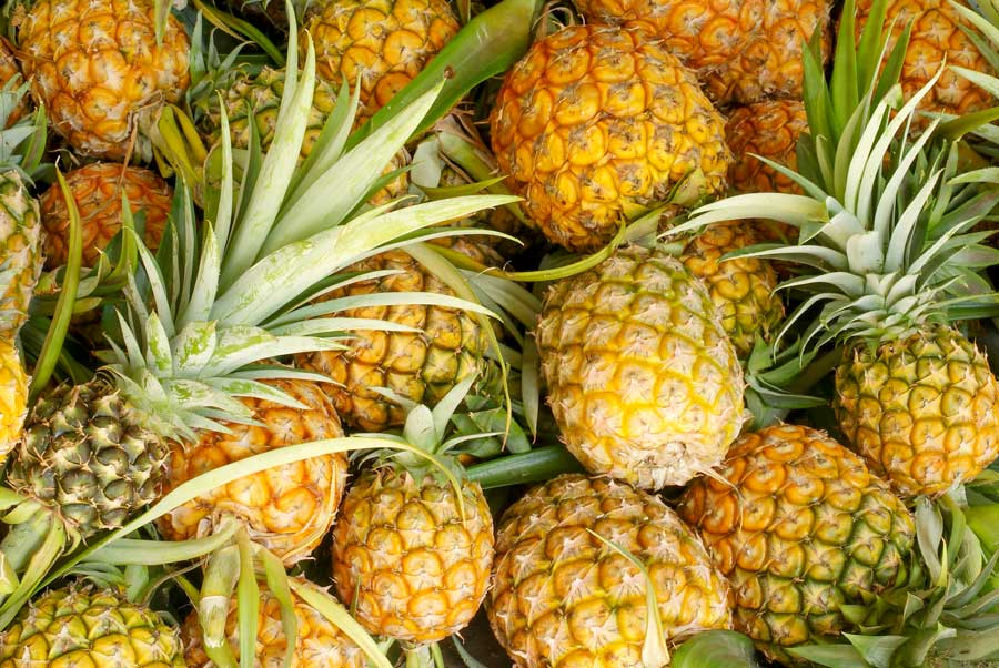 Delicious yellow pinapples piled together.