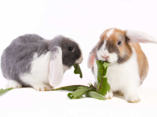 Two young Dutch mini-lop rabbits eating greens on a white background.