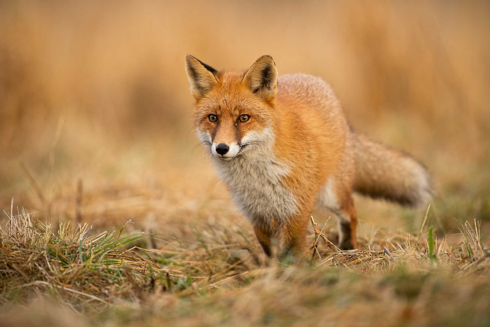 A red fox walking through a grass field.