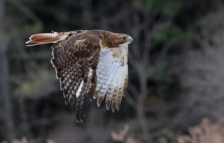 A red tail hack flying.
