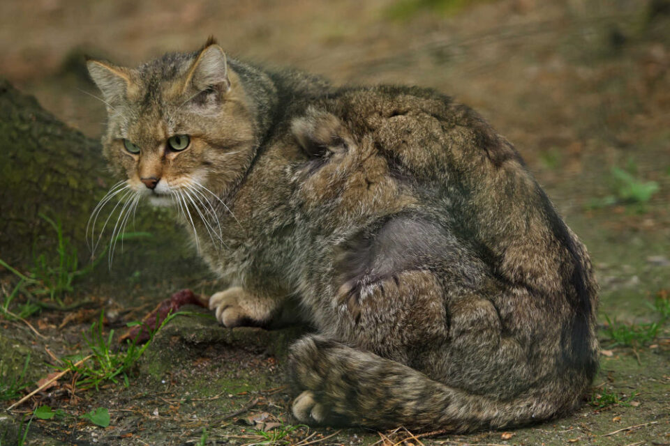 What Animals Eat Rabbits? Top Predators & Safety Tips