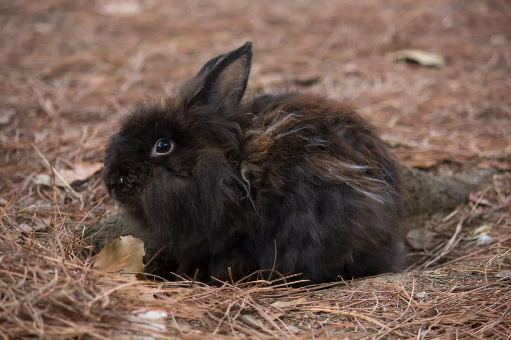 Black Baby Rabbit in some dry grass.