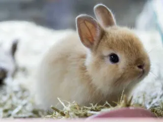 A little netherland dwarf rabbit with white and golden fur.