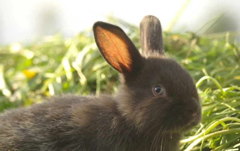 Black Swiss Fox rabbit